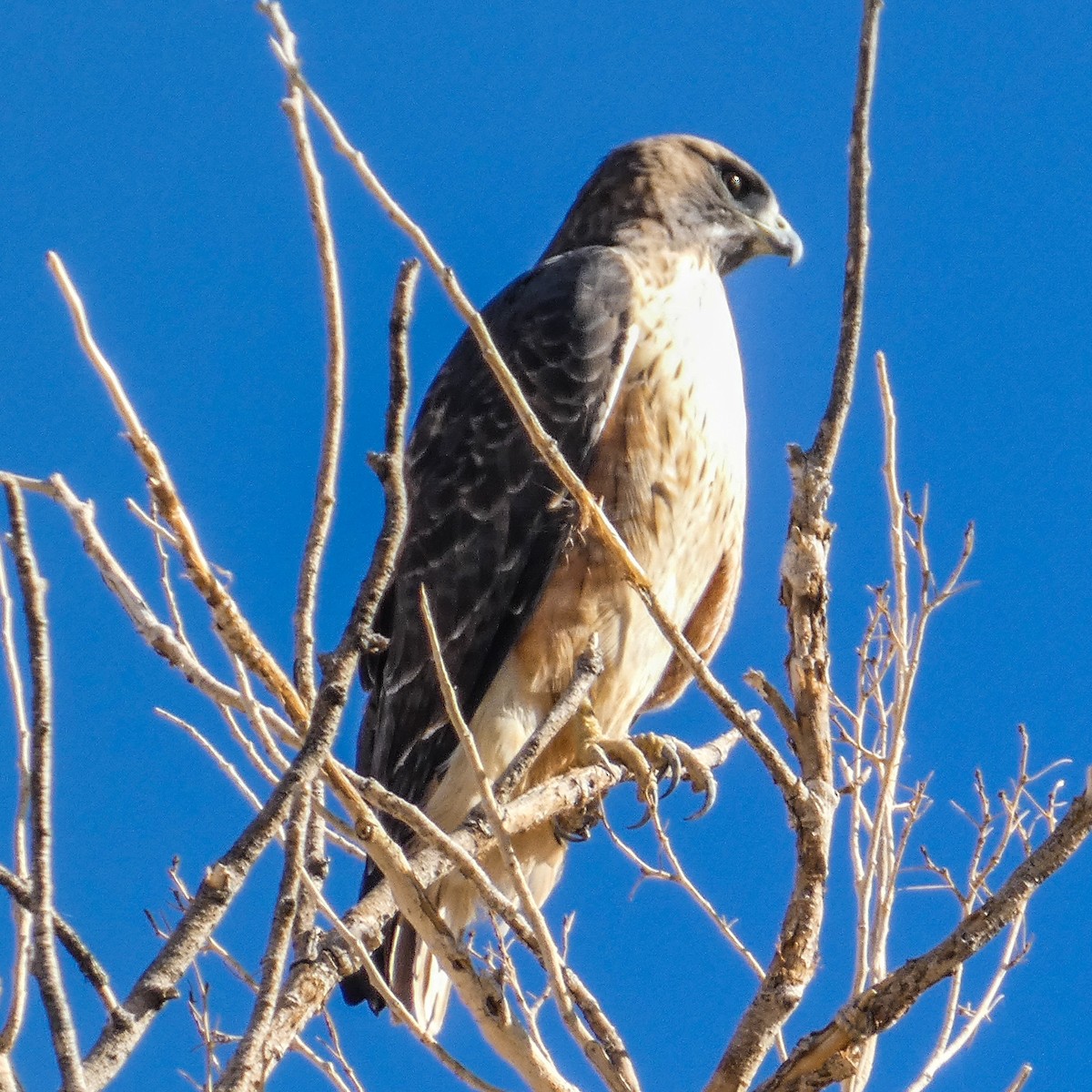 Red-tailed Hawk - ML645844090