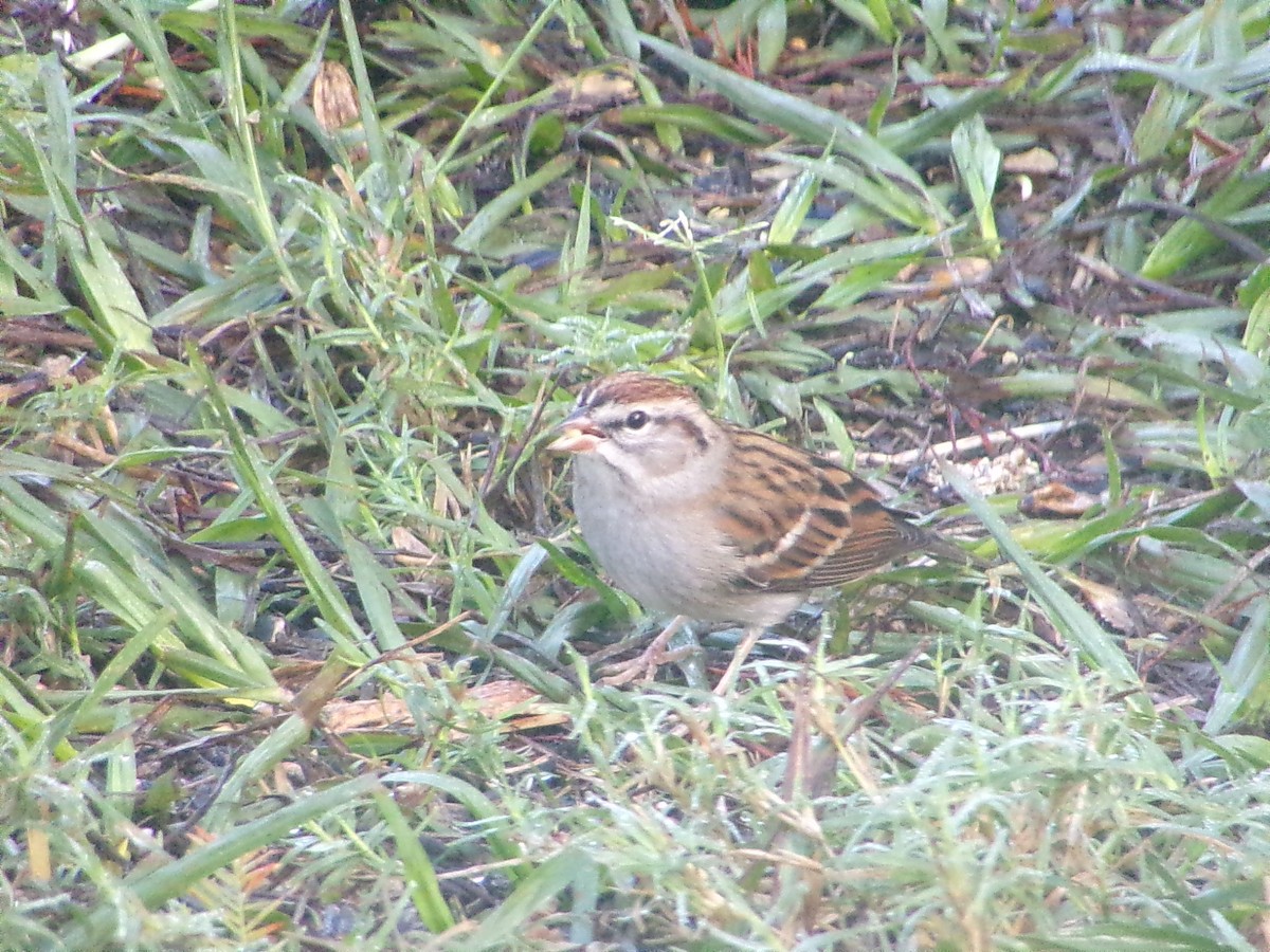 Chipping Sparrow - ML645844091
