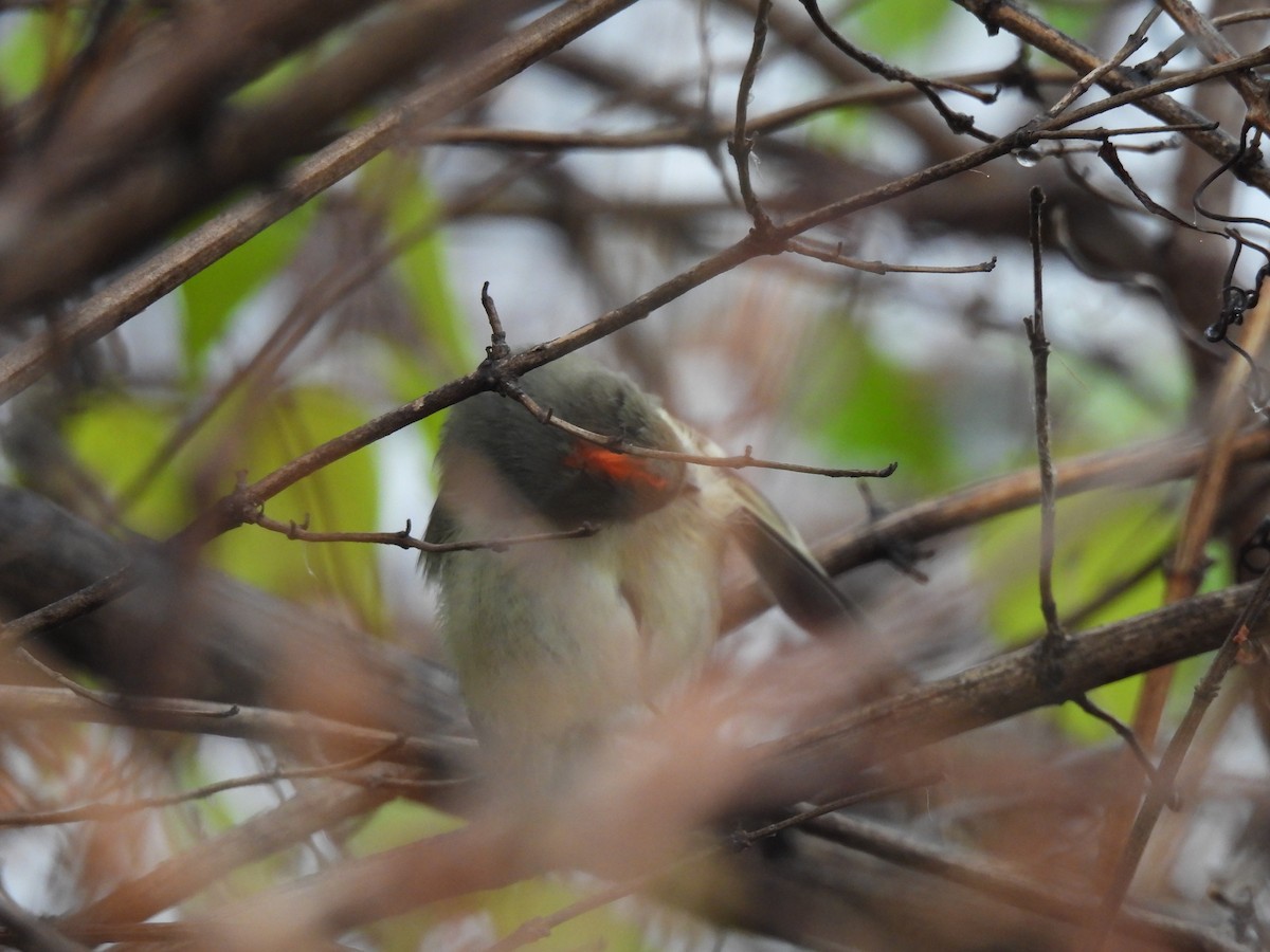 Ruby-crowned Kinglet - ML645844092