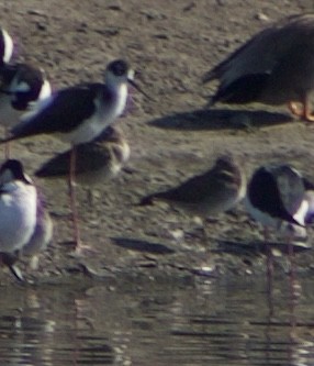 長嘴半蹼鷸 - ML645844093