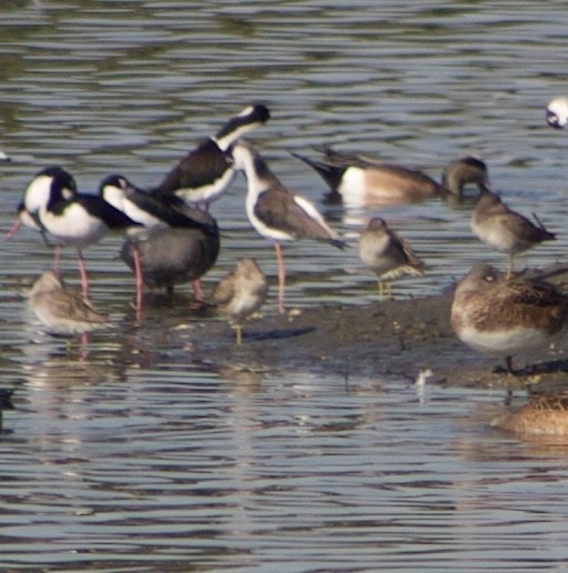 長嘴半蹼鷸 - ML645844094