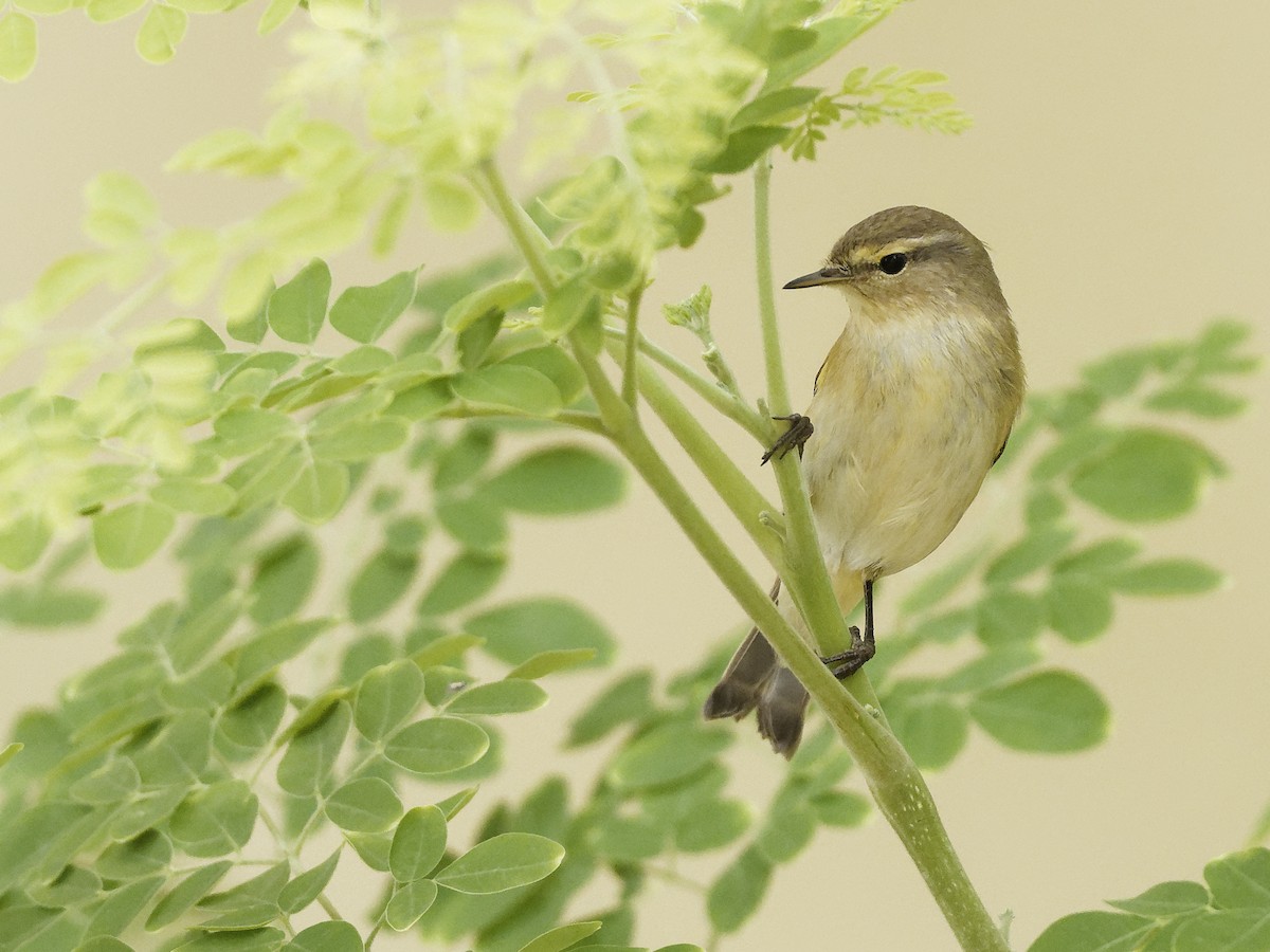 嘰喳柳鶯 - ML645844099