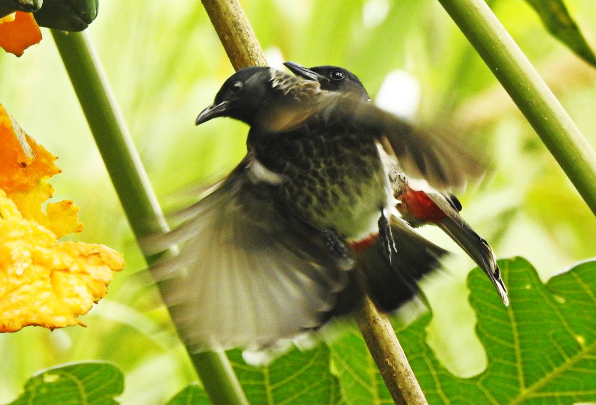 Red-vented Bulbul - ML645844100