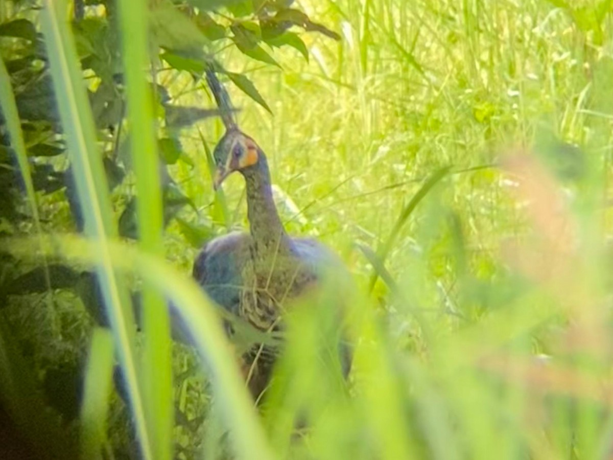 Green Peafowl - ML645844101