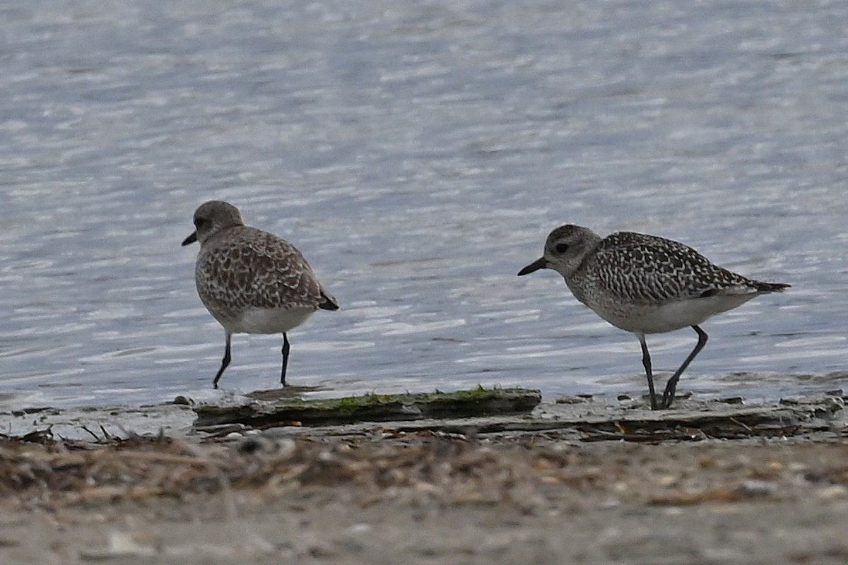 Black-bellied Plover - ML645844105