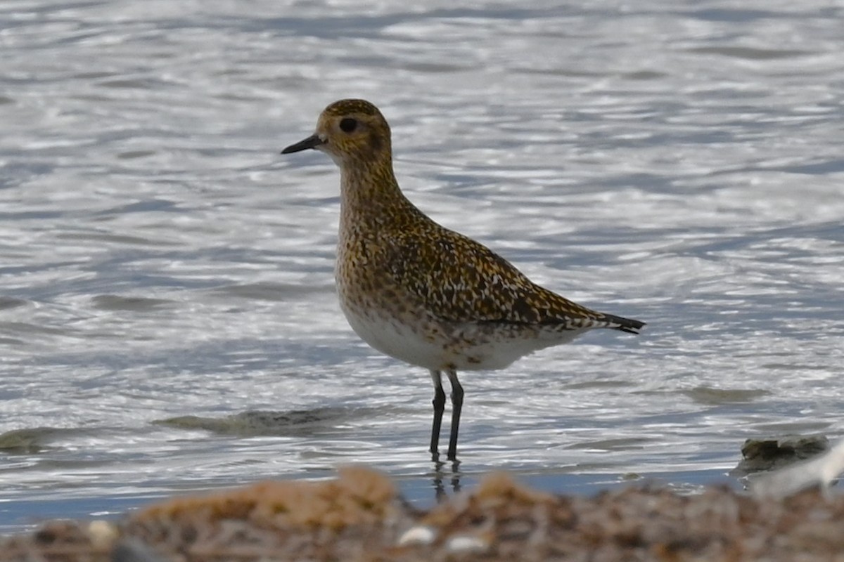 Сивка звичайна - ML645844112