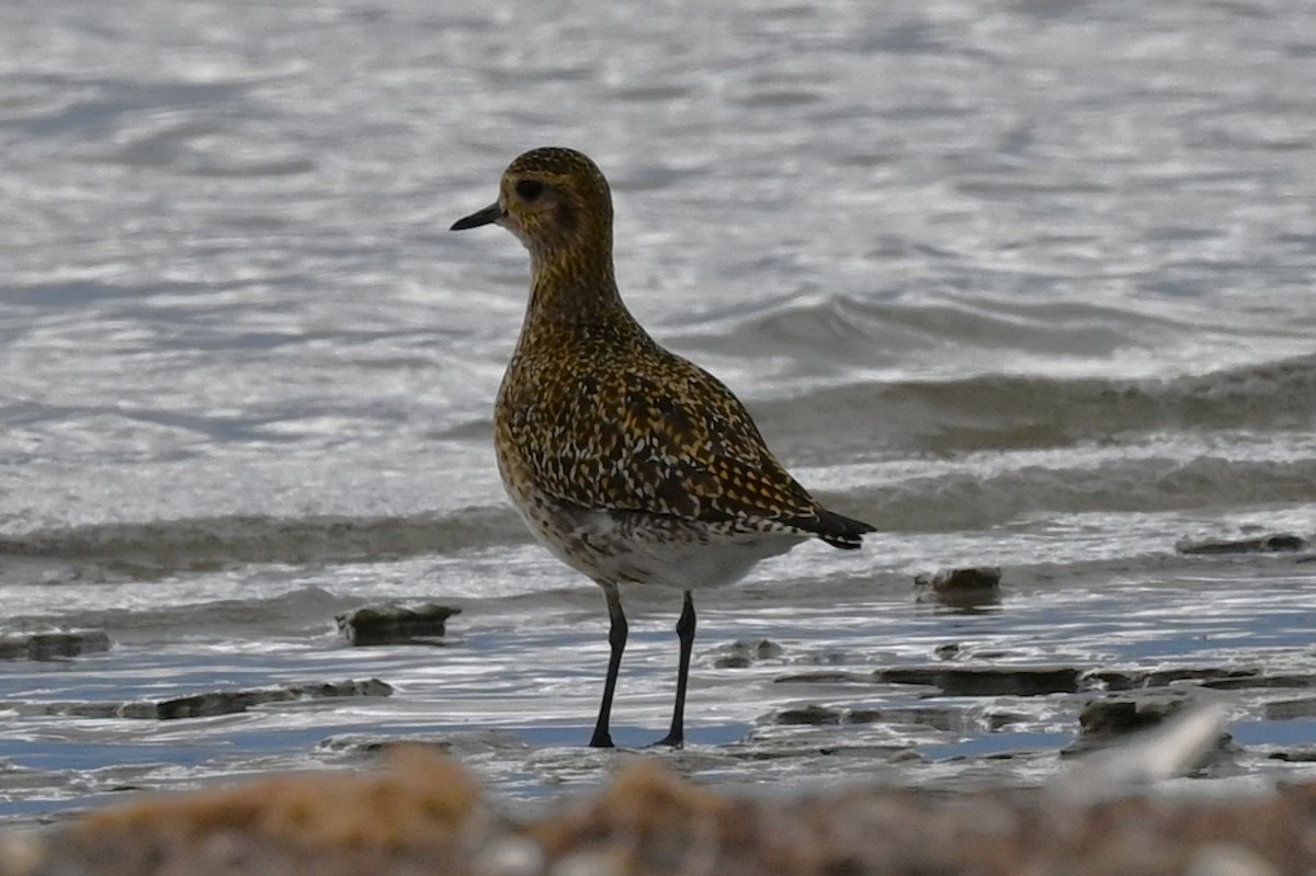 Сивка звичайна - ML645844113