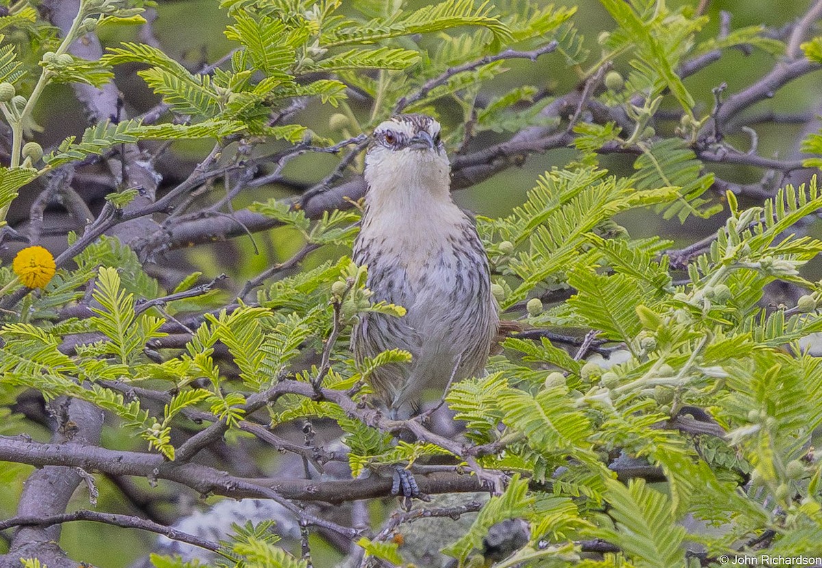 Great Spinetail - ML645844114
