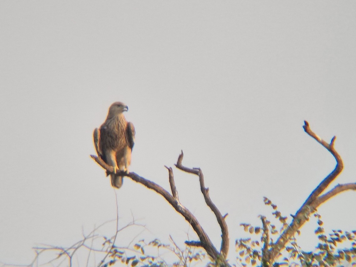 Imperial Eagle - ML645844126