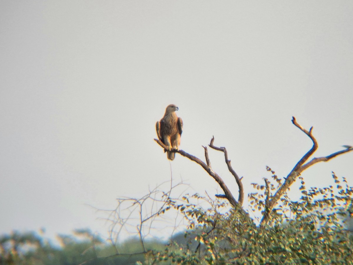 Imperial Eagle - ML645844127