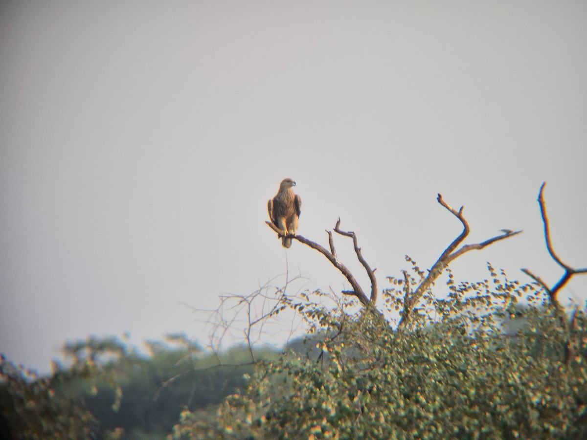 Imperial Eagle - ML645844128