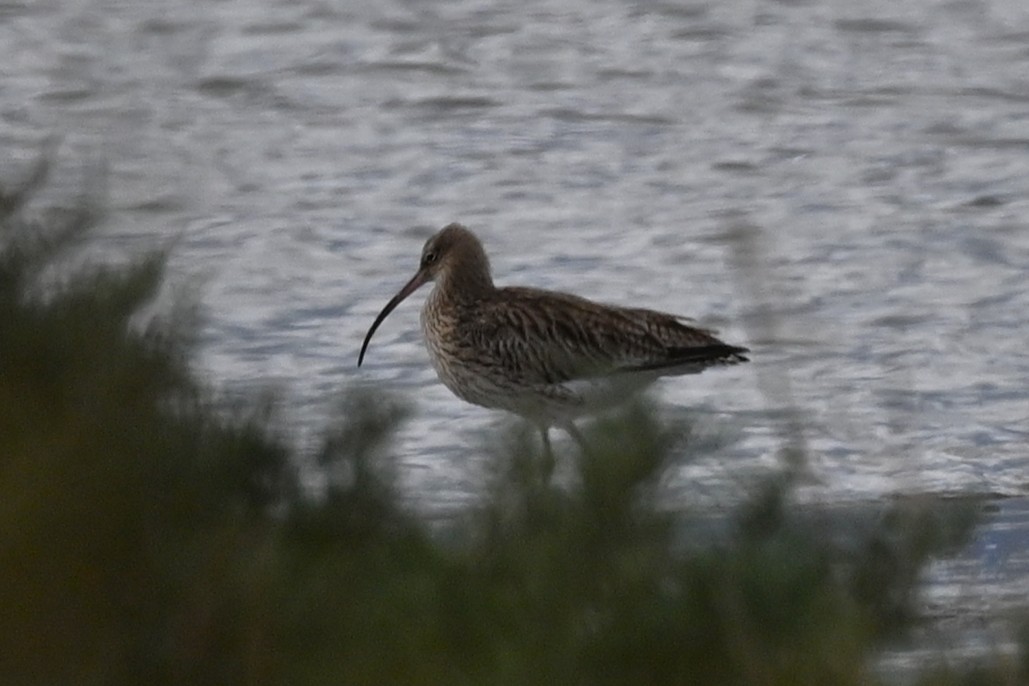 Eurasian Curlew - ML645844131