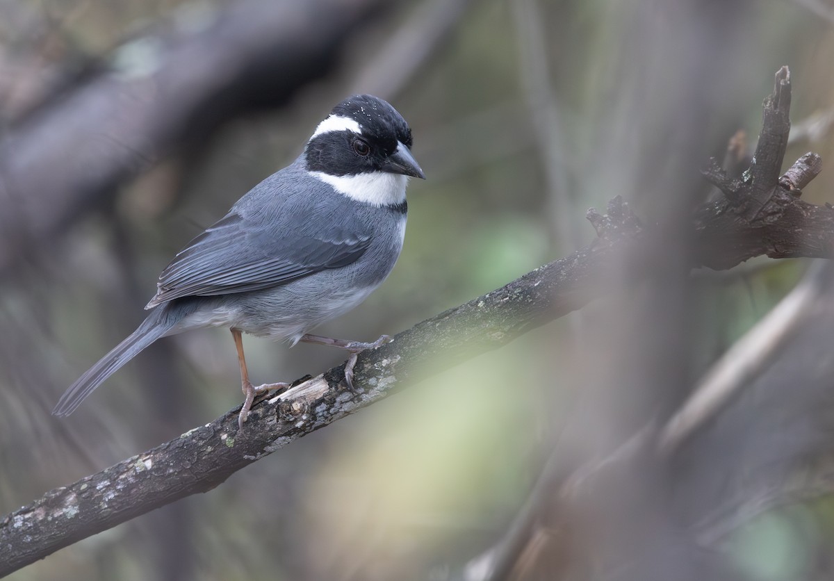 Black-capped Sparrow - ML645844133