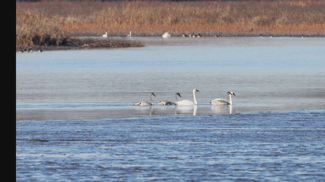 Trumpeter Swan - ML645844135