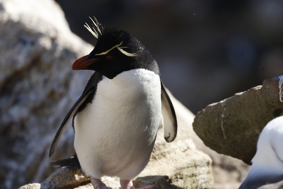 Western Rockhopper Penguin - ML645844136