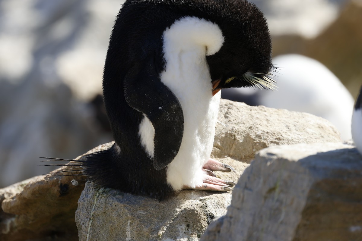 Western Rockhopper Penguin - ML645844137