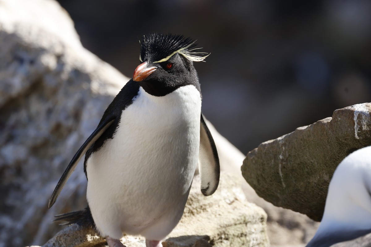 Western Rockhopper Penguin - ML645844138