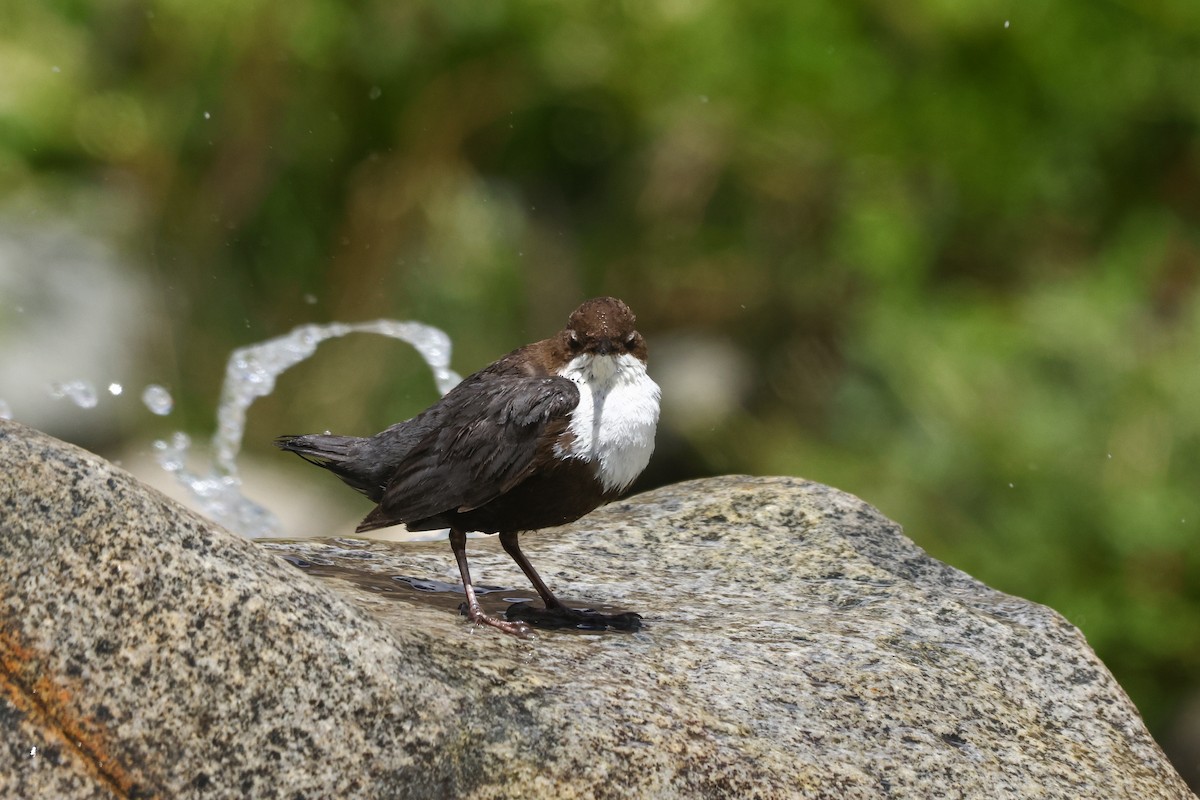 White-throated Dipper - ML645844139