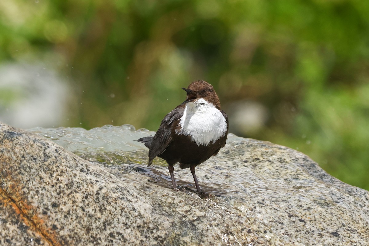 White-throated Dipper - ML645844140