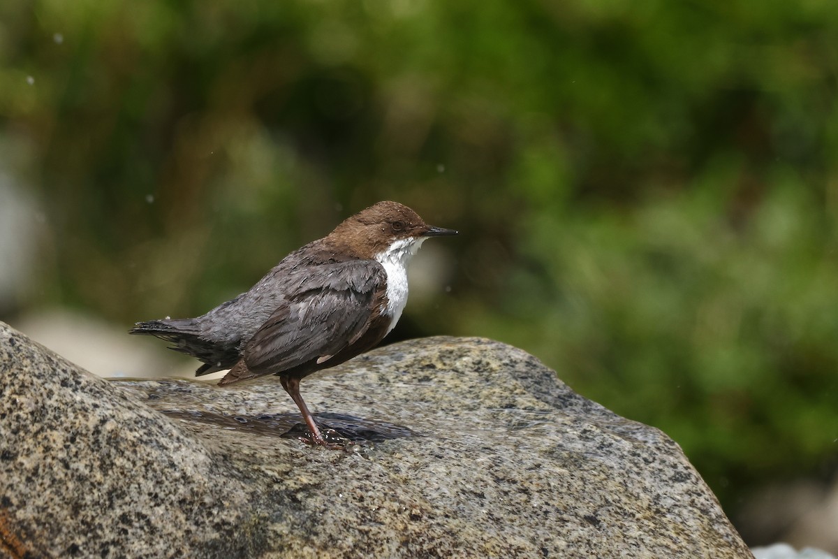 Пронурок біловолий - ML645844141
