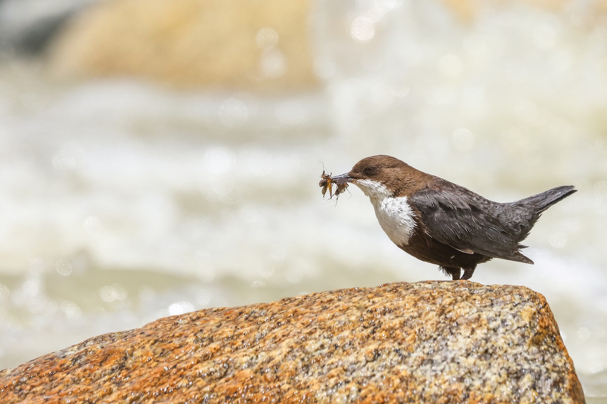 White-throated Dipper - ML645844142