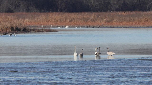 Trumpeter Swan - ML645844143