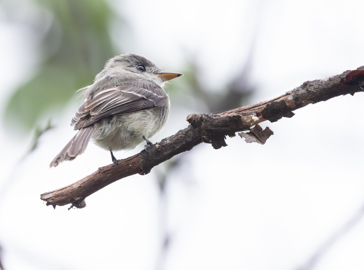 Tumbes Pewee - ML645844144