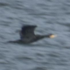 Great Cormorant - ML645844154