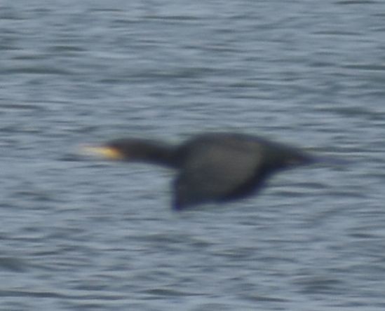 Great Cormorant - ML645844155