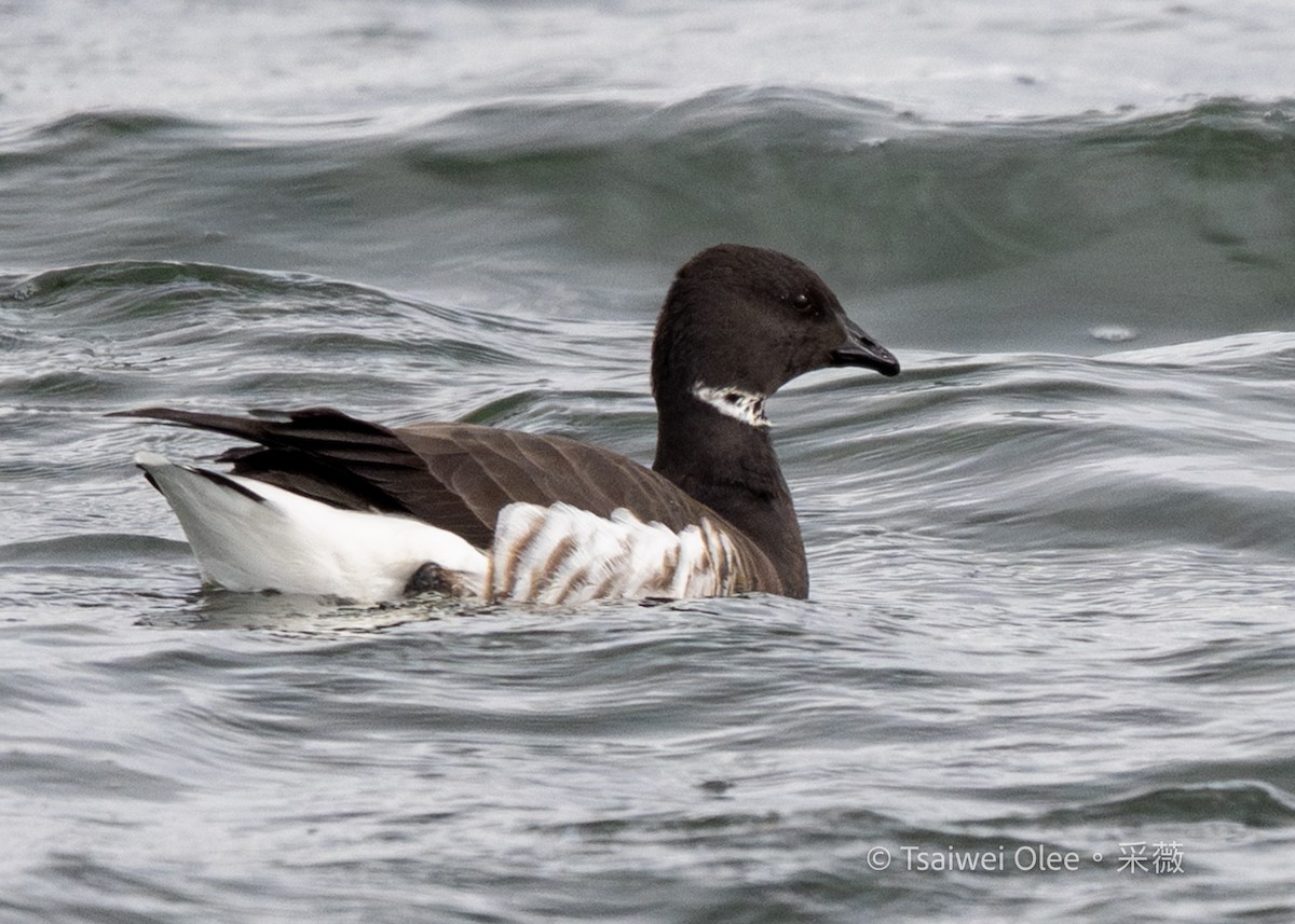 Brant - ML645844157