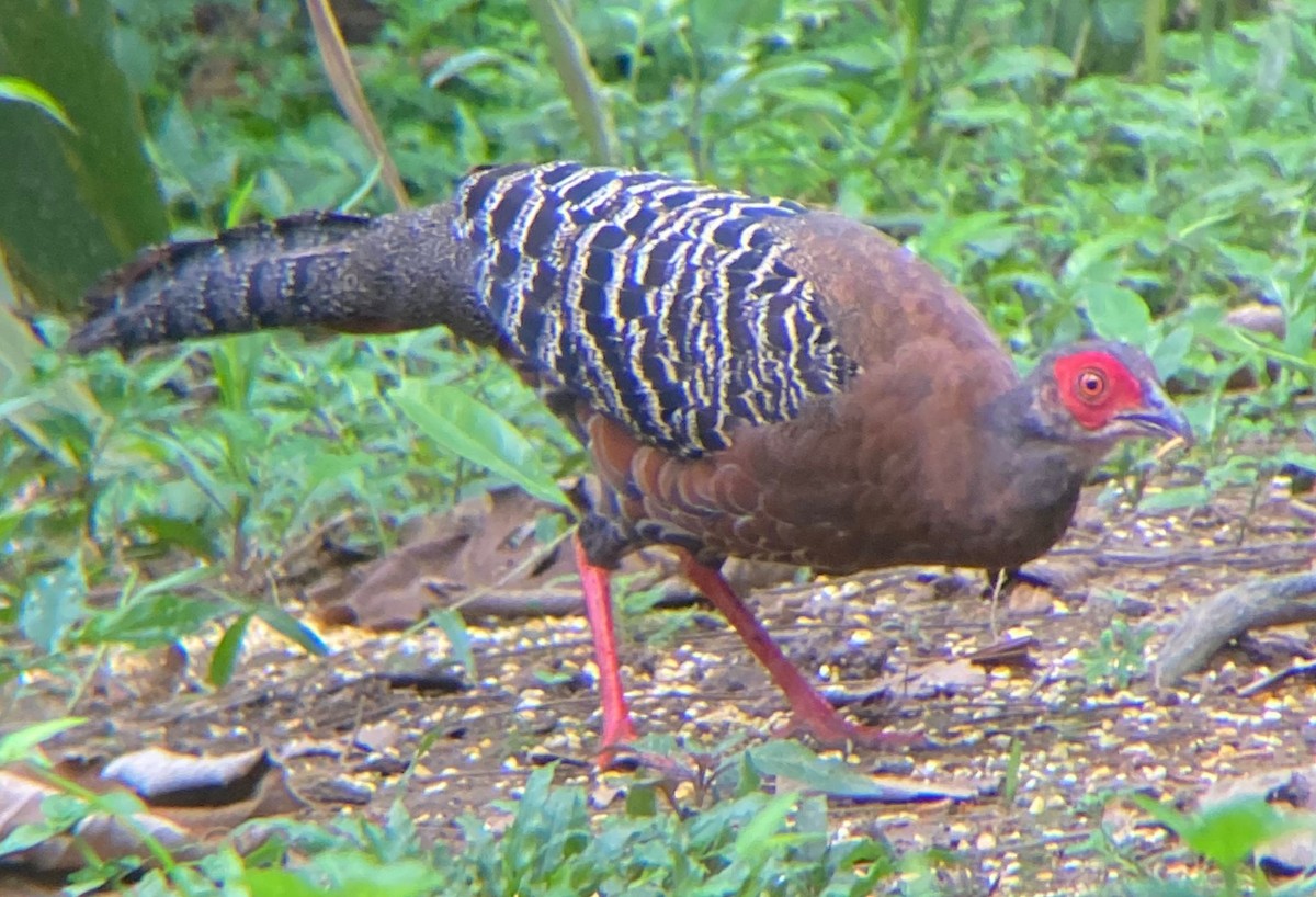 Siamese Fireback - ML645844158