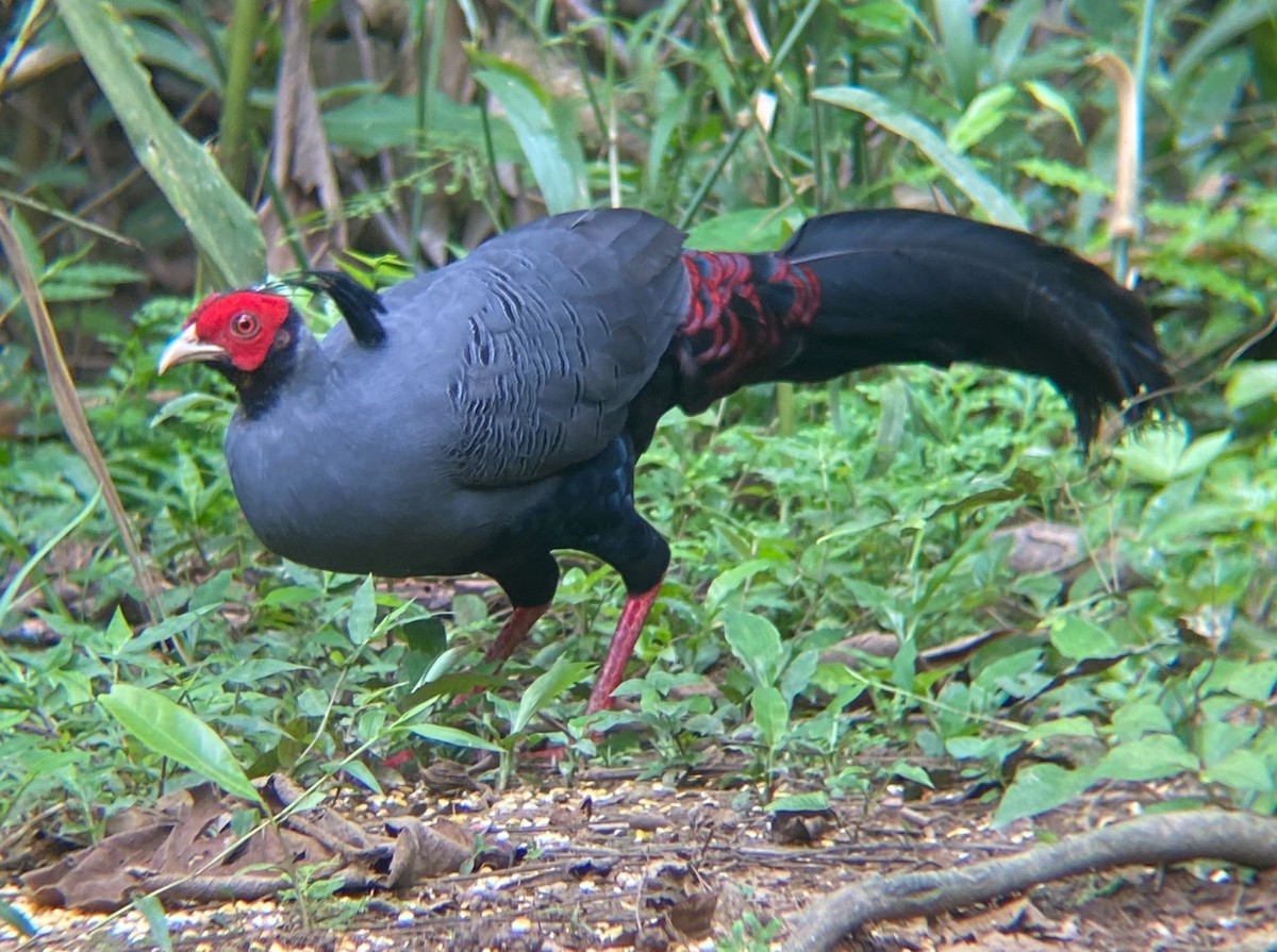 Siamese Fireback - ML645844159