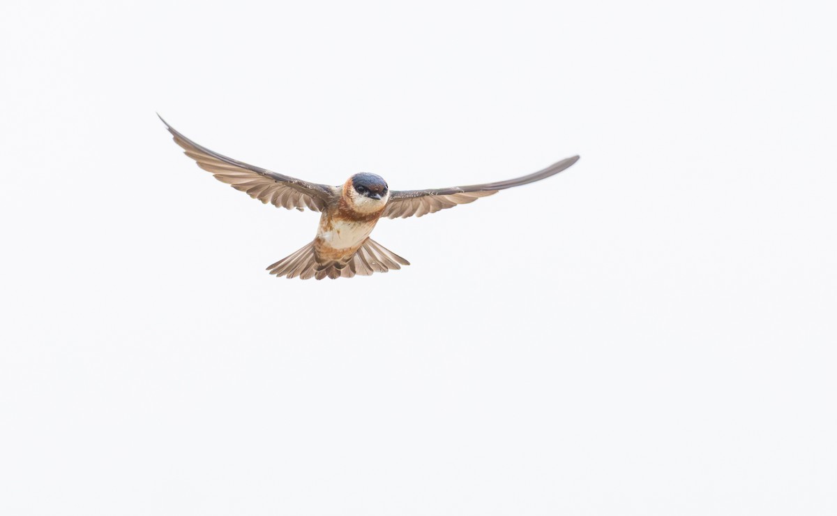 Chestnut-collared Swallow - ML645844160