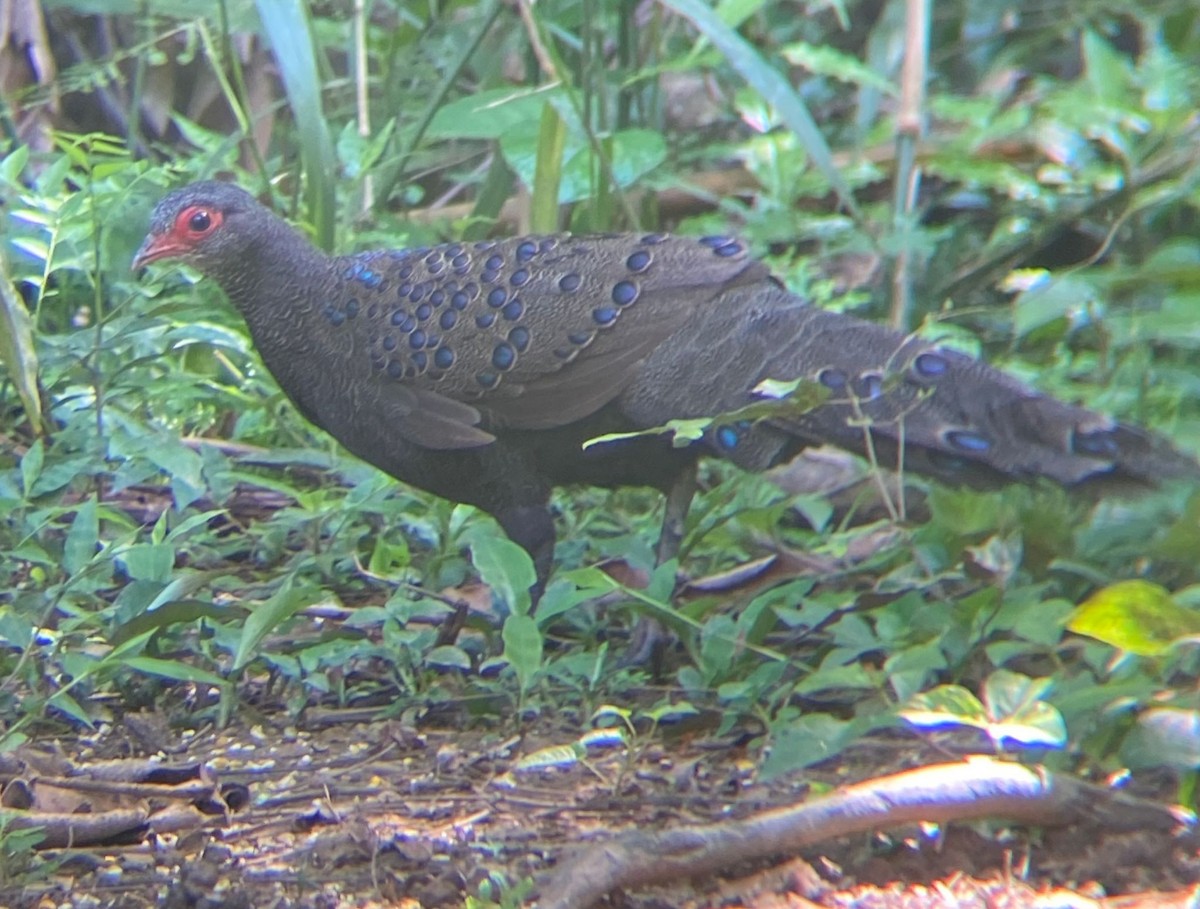Germain's Peacock-Pheasant - ML645844161