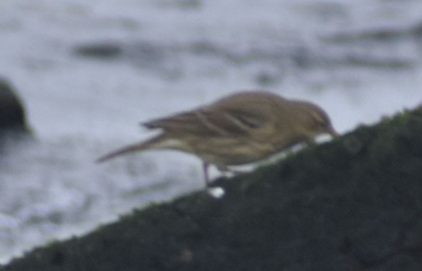 Rock Pipit - ML645844164