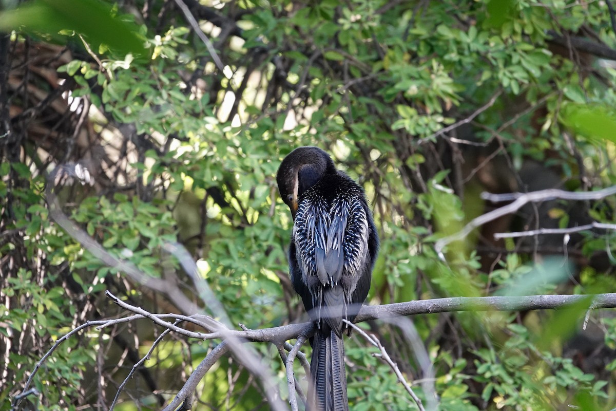 Anhinga - ML645844165