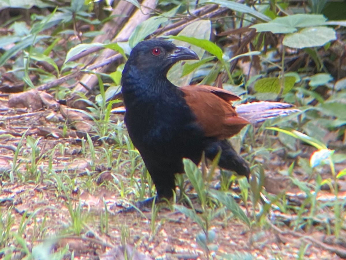 Greater Coucal - ML645844166
