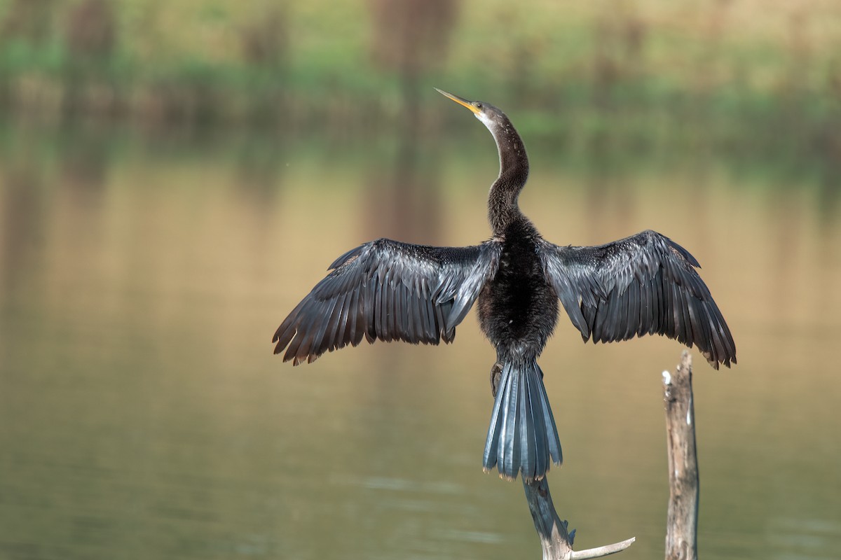 Anhinga - ML645844168