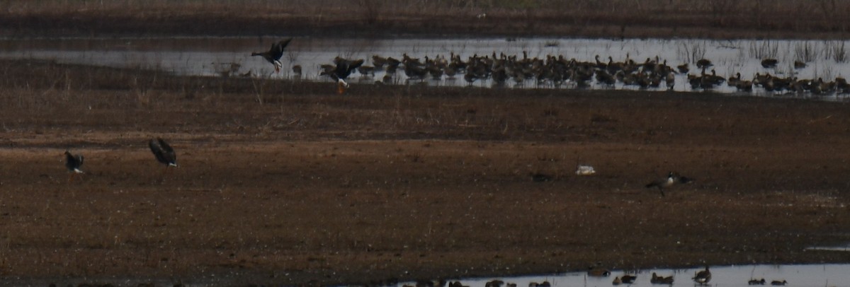 Greater White-fronted Goose - ML645844169