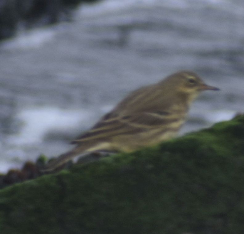 Rock Pipit - ML645844170