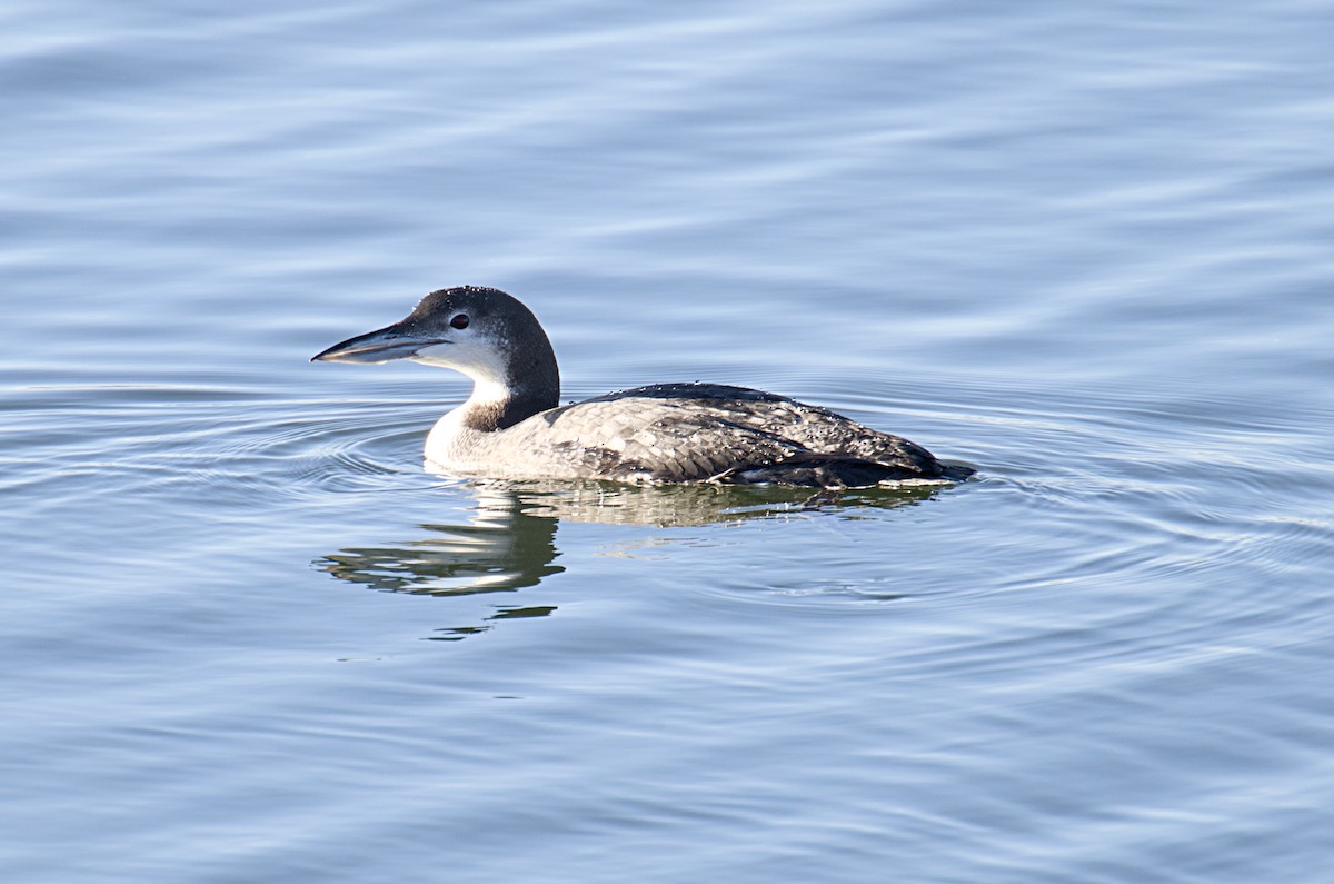 Common Loon - ML645844172