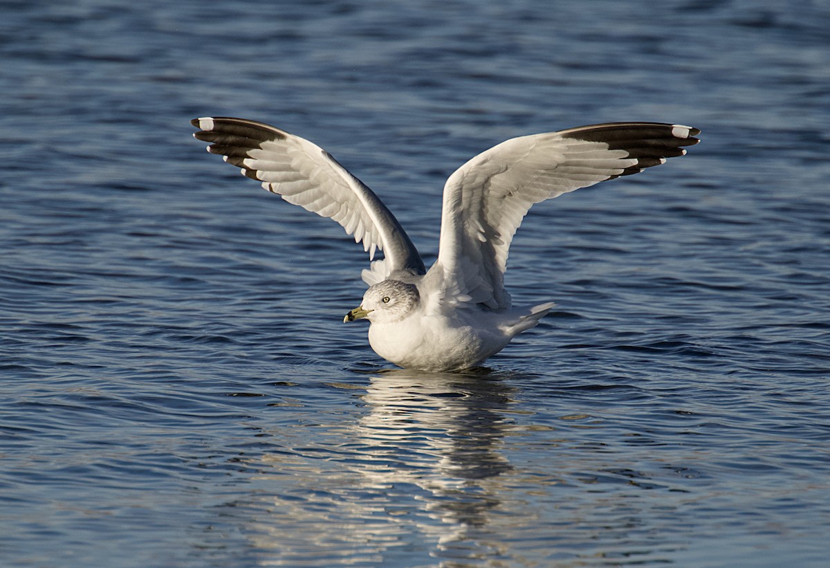 Ring-billed Gull - ML645844178