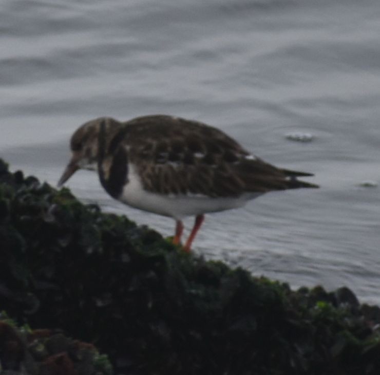 Ruddy Turnstone - ML645844179