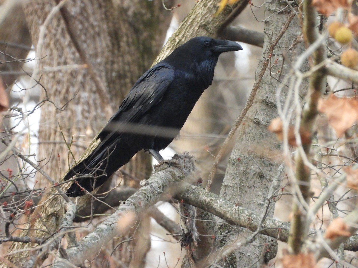 Common Raven - ML645844180
