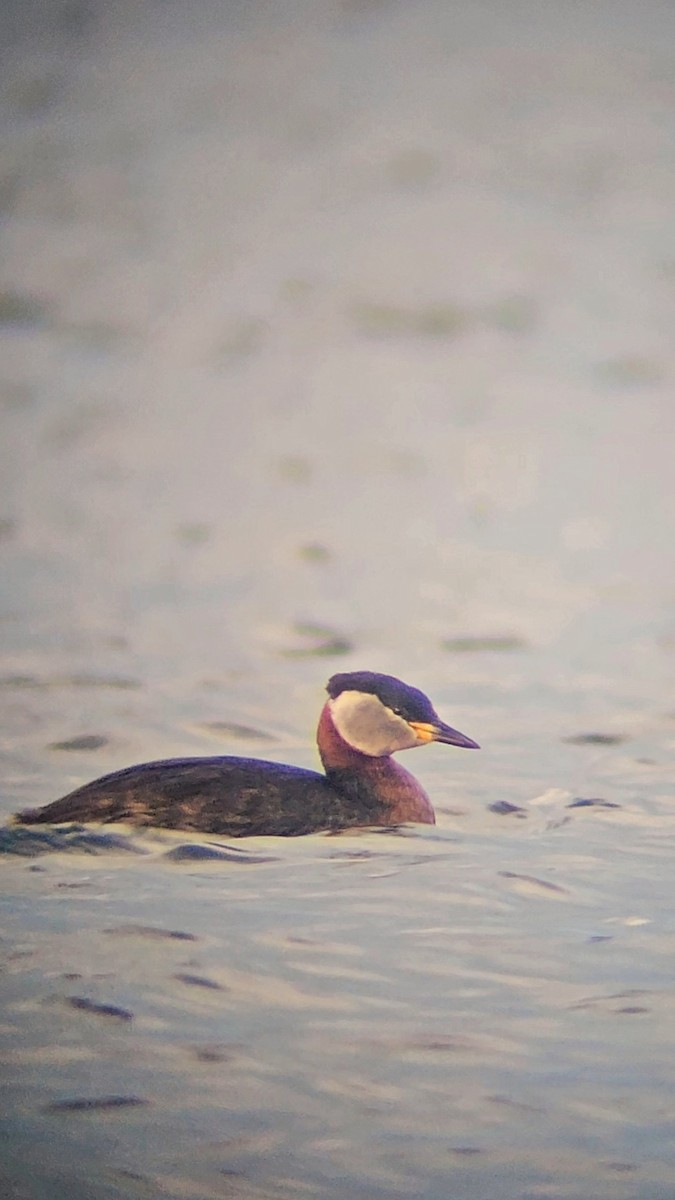 Red-necked Grebe - ML645844185