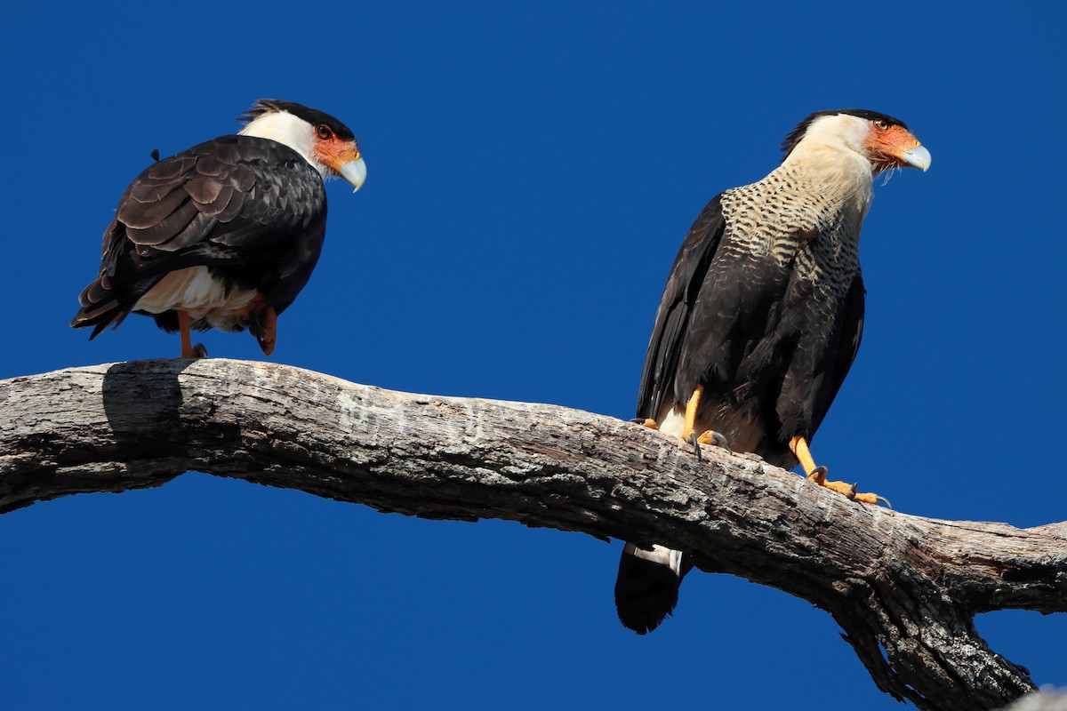 Crested Caracara - ML645844199