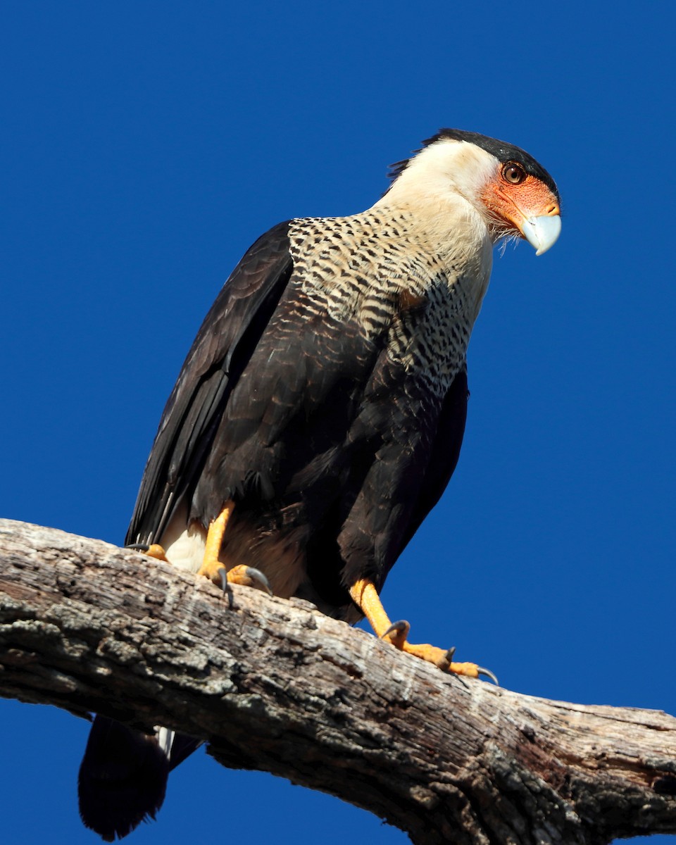 Crested Caracara - ML645844200