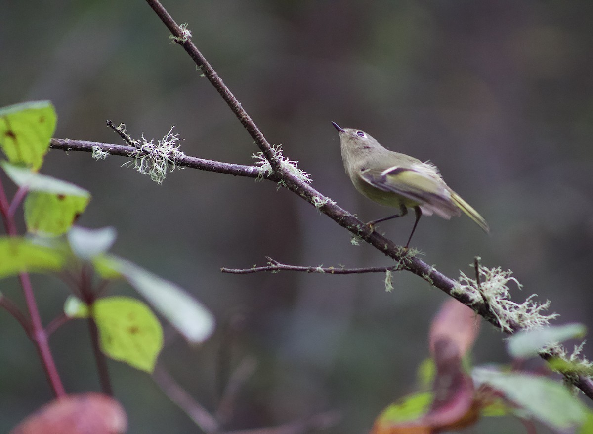 králíček americký - ML645844202