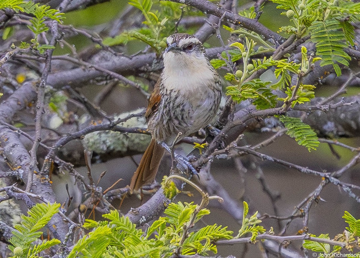 Great Spinetail - ML645844211