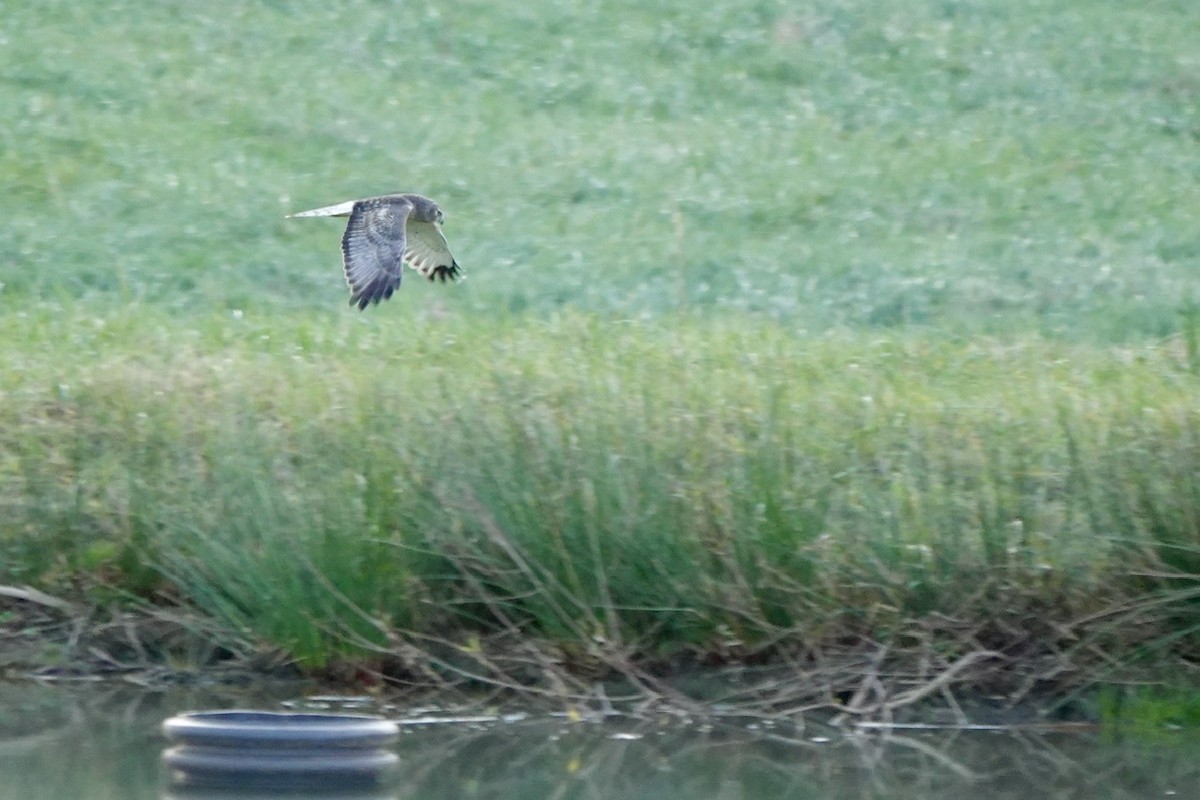 Лунь американський - ML645844218